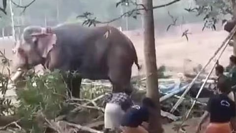 കോഴിക്കോട് കൊയിലാണ്ടിയിൽ ഉത്സവത്തിനിടെ ആനയിടഞ്ഞു