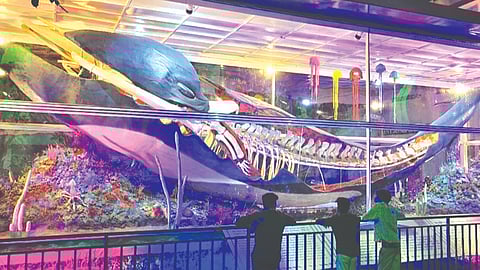 ഇരിങ്ങാലക്കുട ക്രൈസ്റ്റ് കോളെജിൽ സ്ഥാപിച്ചിരിക്കുന്ന നീലത്തിമിംഗലത്തിന്റെ മാതൃക.