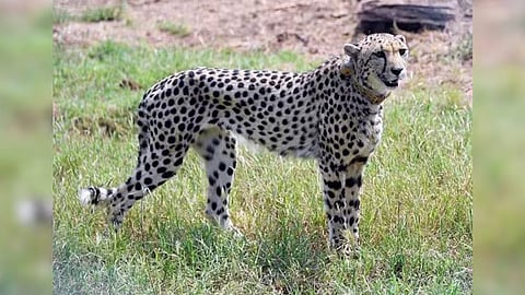 Cheetah died in Kuno National Park