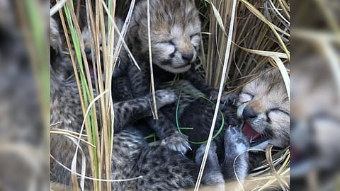 Cubs at kuno national park