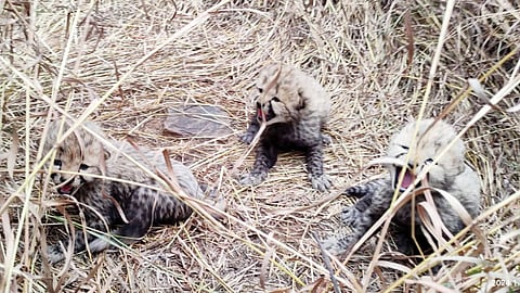 ‘ആശ’യ്ക്ക് മൂന്നു കുഞ്ഞുങ്ങൾ;
പ്രതീക്ഷയേകി ചീറ്റ പുനരധിവാസം