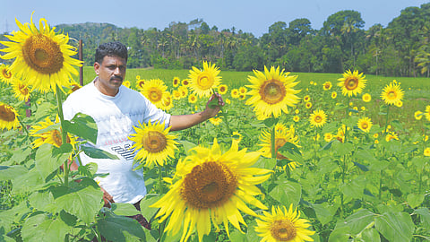 ജിജോ അബ്രഹാം സൂര്യകാന്തി കൃഷിചെയ്ത പാടത്ത്.