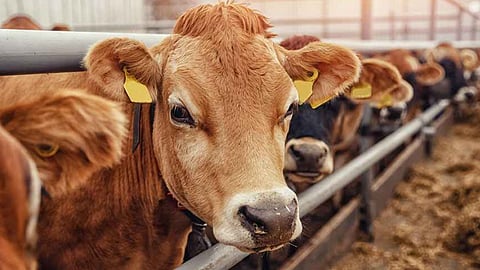 central govt says no plans to declare cow as Indias national animal