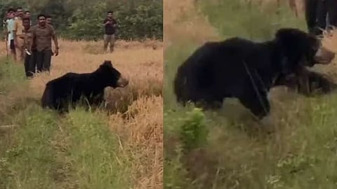 വയനാട്ടിൽ ജനവാസ മേഖലയിൽ ഇറങ്ങിയ കരടിയെ വനംവകുപ്പ് കാടുകയറ്റി