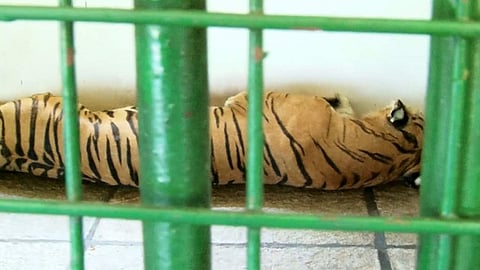 കടുവ കൂടിനുള്ളിൽ