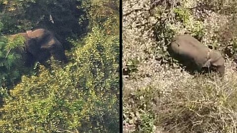 വനത്തിനുള്ളിൽ നിലയുറപ്പിച്ചിരിക്കുന്ന ബേലൂർ മഖ്ന