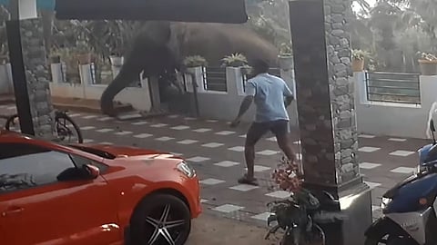 കാട്ടാന മതിൽ പൊളിച്ചെത്തുന്നു