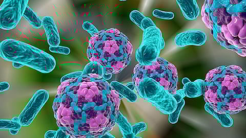 gujarat reports fatal chandipura virus infection