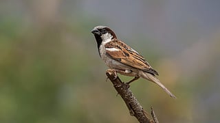 A house sparrow