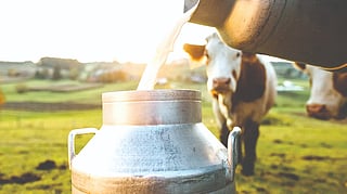 Protection for domestic animals from extreme summer