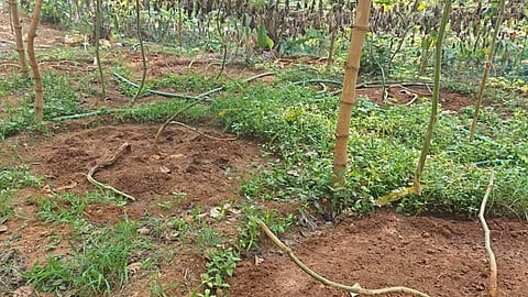 young farmers farm was destroyed by anti-socials