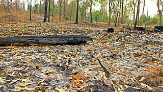 മുത്തങ്ങ വനമേഖലയിൽ നിന്നുള്ള ചിത്രം (File photo)