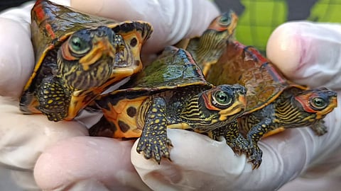 കടലാമ കുഞ്ഞുങ്ങൾ