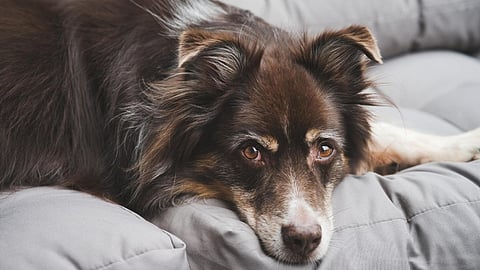 hypertension rises in dogs: study