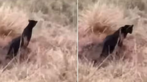 മൂന്നാറിൽ കണ്ടത് കരിമ്പുലിയെയാണെന്ന് സ്ഥിരീകരിച്ച് വനംവകുപ്പ്