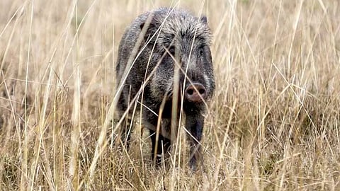 boar attack at palakkad