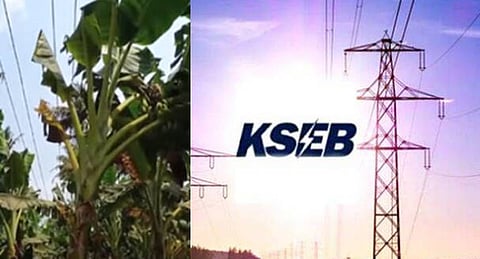 വീണ്ടും കെഎസ്ഇബിയുടെ വാഴവെട്ട്; പരാതിയുമായി കർഷകൻ