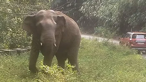 കൊച്ചി - ധനുഷ്കോടി ദേശീയ പാതയിൽ കാട്ടാനയുടെ സാന്നിധ്യം പതിവായി