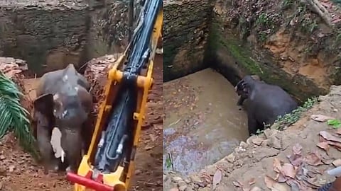 ആനയെ കയറ്റിവിട്ടു, ഉദ്യോഗസ്ഥര് വഞ്ചിച്ചു; കോട്ടപ്പടിയിൽ പ്രതിഷേധം