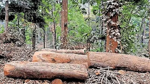 Suspension for 3 more officials in Wayanad Sugandhagiri illegal tree felling case