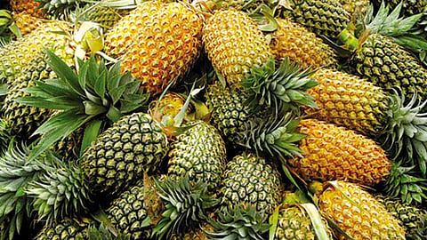 Pineapple farmers in crisis in summer heat