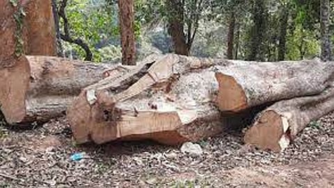 സുഗന്ധഗിരി മരംമുറി കേസ്; ഉദ്യോഗസ്ഥരുടെ സസ്പെൻഷൻ മരവിപ്പിച്ചു