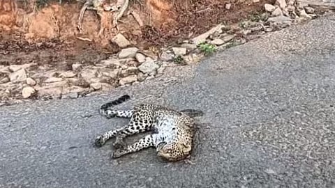 നെല്ലിയാമ്പതിയിൽ റോഡരികിൽ പുലി ചത്തനിലയിൽ