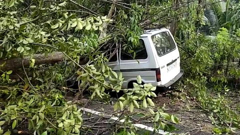 നേര്യമംഗലത്ത് റോഡരുകിൽ നിർത്തിയിട്ടിരിക്കുന്ന കാറിന്റെ മുകളിൽ മരം വീണു