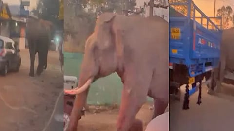 wild elephant at bandipur checkpost