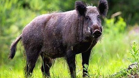 Two people injured in wild boar attack in Ulliyeri