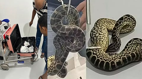 Passenger arrested at bengaluru airport with 10 anacondas