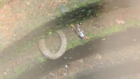 സ്വകാര്യ വ്യക്തിയുടെ കുടിവെളളക്കിണറിൽ അകപ്പെട്ട മൂർഖൻ പാമ്പിനെ രക്ഷപെടുത്തി