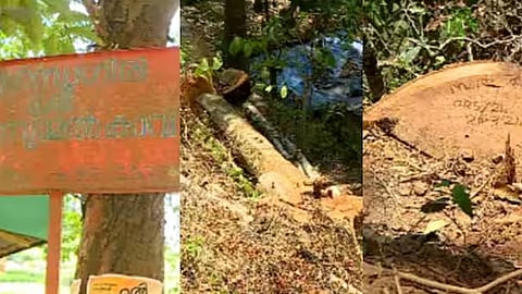 സുഗന്ധഗിരി മരംമുറി: പ്രതികൾക്ക് മൂൻകൂർ ജാമ്യമില്ല