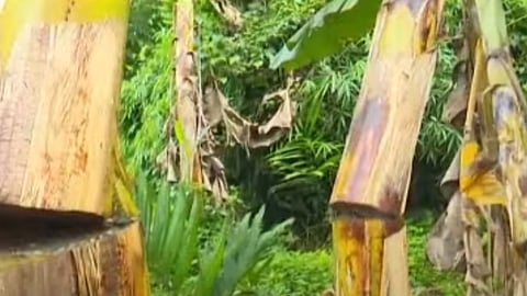 anti socials destroys 800 banana trees wayanad