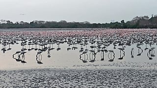 ദേശാടനക്കിളികൾ കരയാറുണ്ട്...