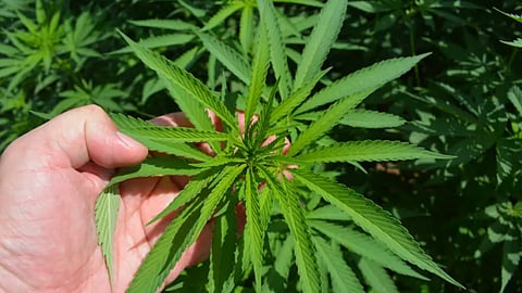 സാമ്പത്തിക പ്രതിസന്ധി രൂക്ഷം: കഞ്ചാവ് കൃഷി നിയമവിധേയമാക്കാൻ പാക്കിസ്ഥാൻ