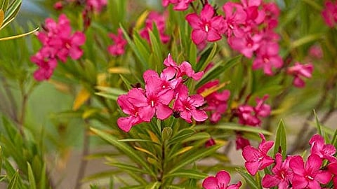 aversion to arali flowers in kerala