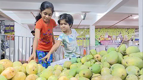 കോട്ടയം നഗരത്തിൽ 19വരെ മധുര മാമ്പഴക്കാലം| mango fest at kottayam