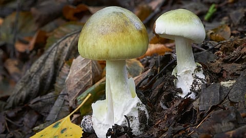 4 members of a family food poisoning after eating mushrooms in nadapuram