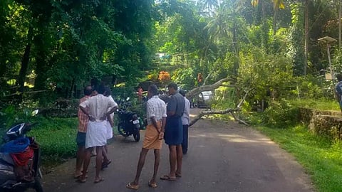 tree fell across the road in blavana