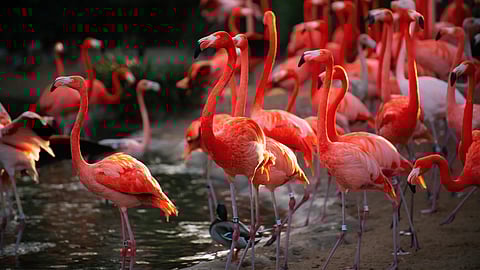 എമിറേറ്റ്സ് വിമാനമിടിച്ച് 36 ഫ്ലെമിംഗോ പക്ഷികൾ ചത്തു, വിമാനത്തിന് തകരാർ; ഒഴിവായത് വൻ ദുരന്തം