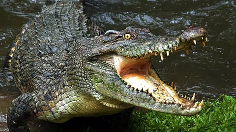 Karnataka 6-year-old boy dies after mother throws him in crocodile-infested waters