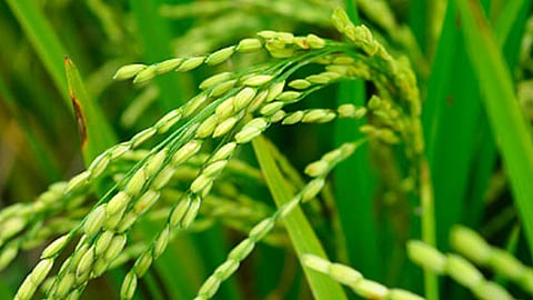 20,116 hectares of crops destroyed in keralas severe heat and drought