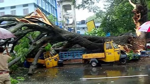 Tree falls on auto rikshaw in Thrissur