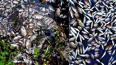 mass fish death periyar