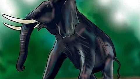 wild elephant attack noolpuzha