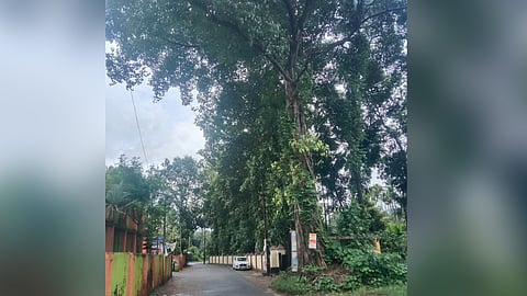 tree in danger at chathammat school intersection