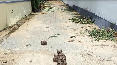 wild elephant roaming at kothamangalam vettilappara