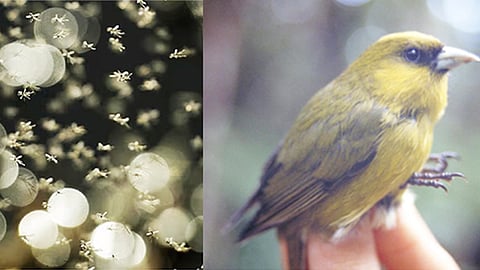 Mosquitoes to save the birds The innovative way of Hawaii Island