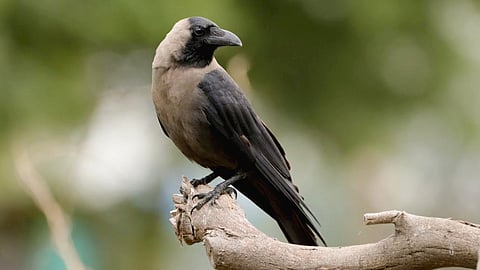 Kenyan government to eliminate a million Indian House Crows by the end of 2024